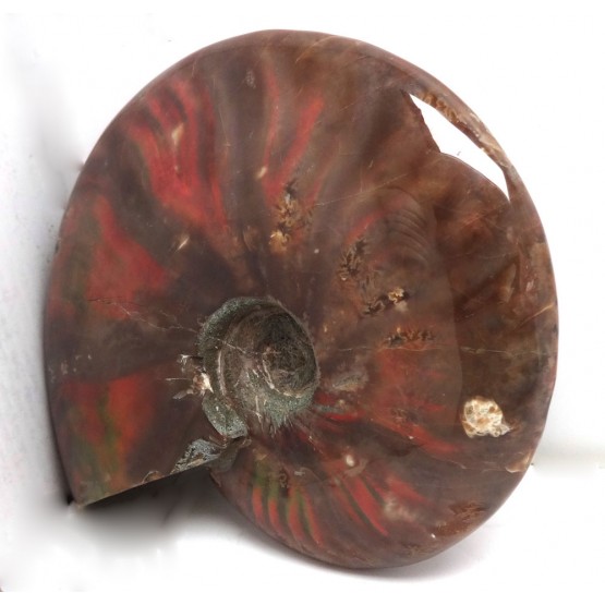 Large Iridescent Ammonite