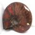Large Iridescent Ammonite