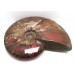 Large Iridescent Ammonite