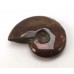 Red Iridescent Ammonite