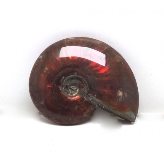 Red Iridescent Ammonite