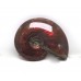 Red Iridescent Ammonite