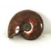 Red Iridescent Ammonite
