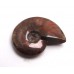 Red Iridescent Ammonite