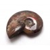 Red Iridescent Ammonite