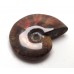 Red Iridescent Ammonite