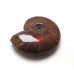 Red Iridescent Ammonite