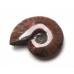 Red Iridescent Ammonite