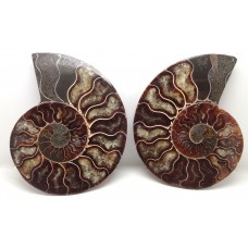 Polished Faced Ammonites Cut Pair