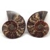 Polished Faced Ammonites Cut Pair