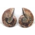Polished Faced Ammonites Cut Pair