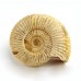 Natural - Rough Perisphinctes Ammonite