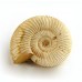 Natural - Rough Perisphinctes Ammonite