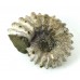 Ammonite