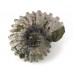 Ammonite