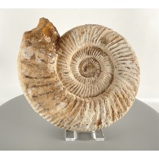 Natural - Genuine Perisphinctes Ammonite