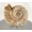 Natural - Genuine Perisphinctes Ammonite
