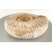 Natural - Genuine Perisphinctes Ammonite Natural - Genuine Perisphinctes Ammonite