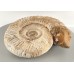 Natural - Genuine Perisphinctes Ammonite Natural - Genuine Perisphinctes Ammonite