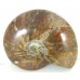 Red Iridescent Ammonite