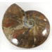 Red Iridescent Ammonite