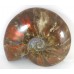 Red Iridescent Ammonite