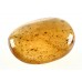 Polished Copal Collector Specimen Pebble Polished Copal Collector Specimen Pebble
