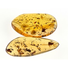Set of 2 Copal Polished Specimens with Insects
