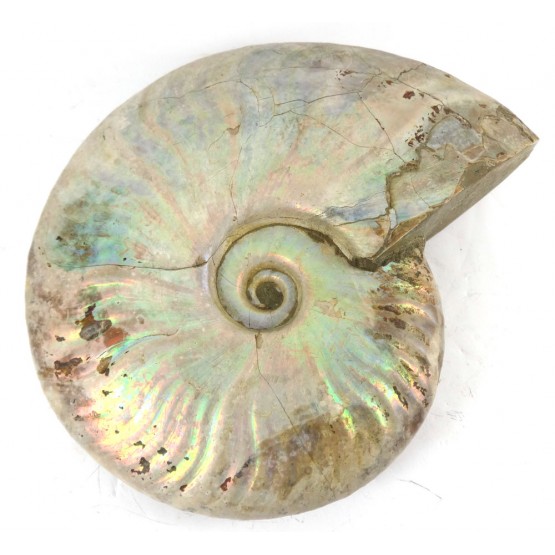 Silver Iridescent Ammonite (Cleoniceras) 14cm