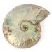 Silver Iridescent Ammonite (Cleoniceras) 14cm