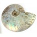 Silver Iridescent Ammonite (Cleoniceras) 14cm