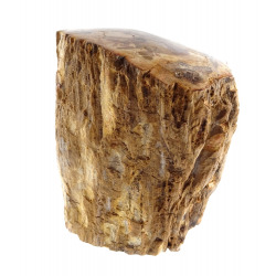 Large, Solid Petrified Wood Log
