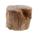 Petrified Wood Branch with Polished Ends