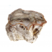Petrified Wood Branch