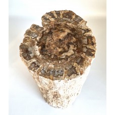 Petrified Wood with Preserved Bark Structures