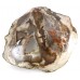 Large Petrified Wood 2 faces polished Slice