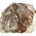 Large Petrified Wood 2 faces polished Slice