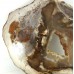 Large Petrified Wood 2 faces polished Slice