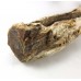 Wood Branch Fossil