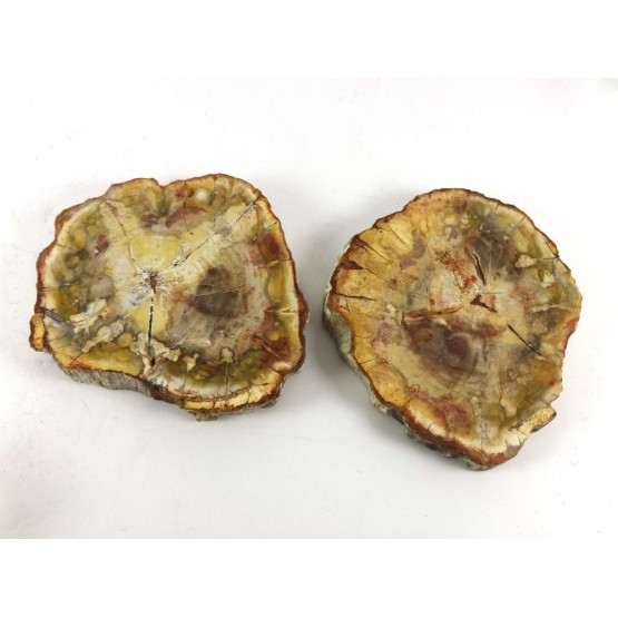 Petrified Wood Pair of Slices with Polished Faces