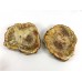 Petrified Wood Pair of Slices with Polished Faces