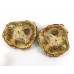 Petrified Wood Pair of Slices with Polished Faces