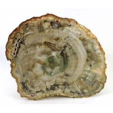 Petrified Wood 2 faces polished Slice