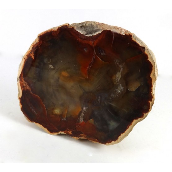 Fossil Wood with a Polished Face