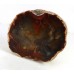 Fossil Wood with a Polished Face