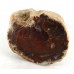 Fossil Wood with a Polished Face