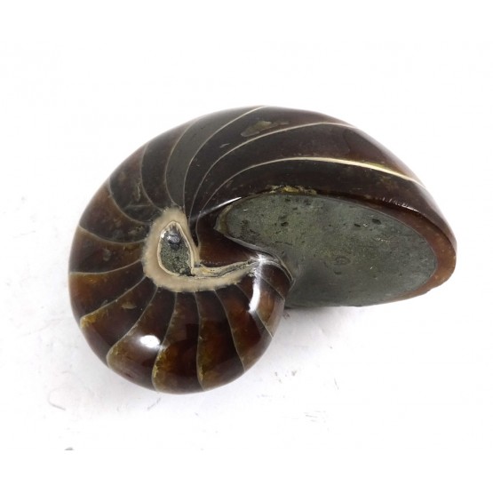 Nautilus all polished 6cm