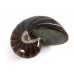 Nautilus all polished 6cm