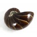 Nautilus all polished 6cm