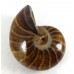 Polished Nautilus Fossil from Madagascar